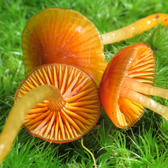 Gliophorus