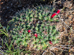 Mammillaria uncinata