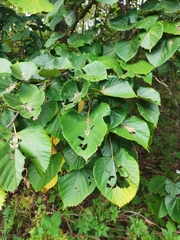 Tilia mandshurica