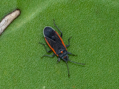 Melacoryphus lateralis