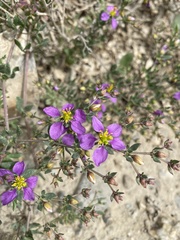 Fagonia chilensis