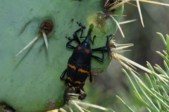 Cactophagus spinolae