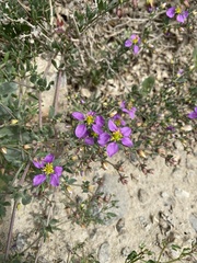 Fagonia chilensis