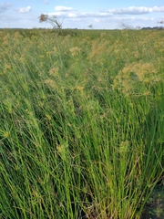 Cyperus giganteus