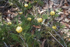 Isopogon anethifolius