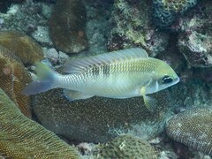 Scolopsis margaritifera