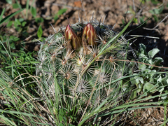 Coryphantha delicata