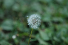 Taraxacum erythrospermum