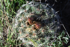 Coryphantha delicata