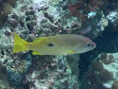 Lutjanus fulviflamma