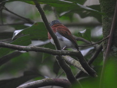 Platysteira castanea