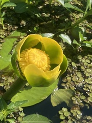 Nuphar
