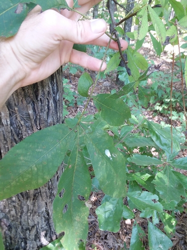 Image of Carolina Shagbark Hickory (Carya carolinae) by (c) Will McFarland, some rights reserved (CC BY)