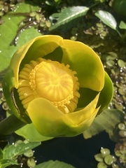 Nuphar
