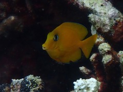 Acanthurus pyroferus