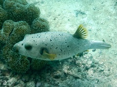 Arothron nigropunctatus