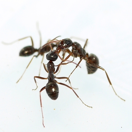 Prairie Mound Ant photo 2