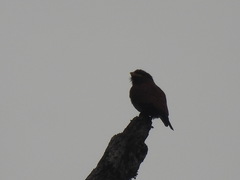 Eurystomus glaucurus