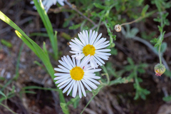 Aphanostephus ramosissimus