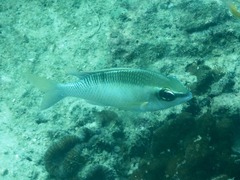 Scolopsis margaritifera