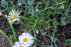 Aphanostephus ramosissimus