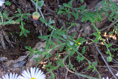 Aphanostephus ramosissimus