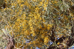 Acacia georginae