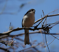 Microspingus melanoleucus