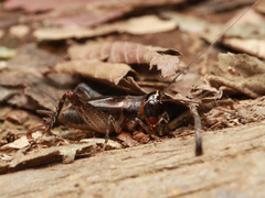 Loxoblemmus arietulus