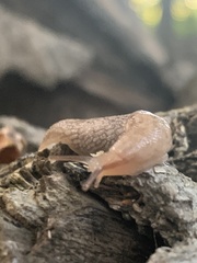 Limacoidea