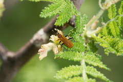 Elytroleptus luteus