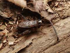 Loxoblemmus arietulus