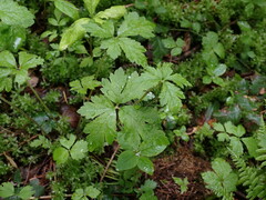 Tiarella trifoliata