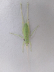 Orthoptera