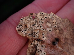 Coccomyces dentatus