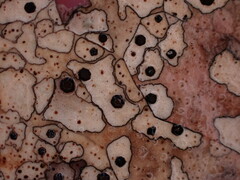 Coccomyces dentatus