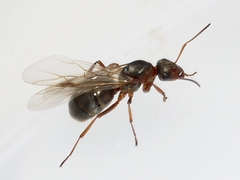 Formica montana