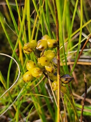 Scheuchzeria palustris