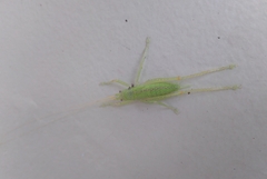 Orthoptera