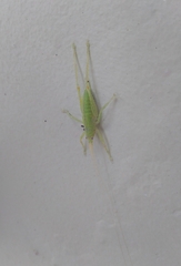 Orthoptera