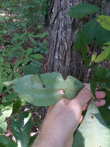 Image of Carya carolinae by (c) Will McFarland, some rights reserved (CC BY)