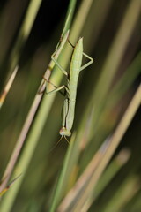 Trachymantis dentifrons