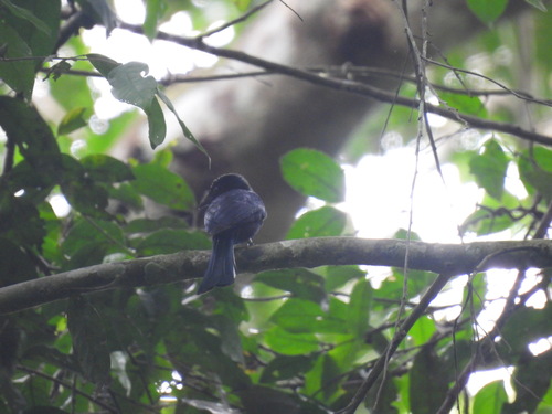 iNaturalist image