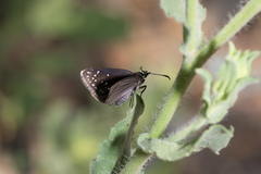 Pholisora