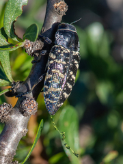 Lampetis dilaticollis