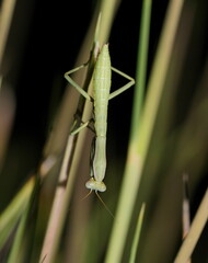 Trachymantis dentifrons