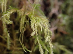 Pseudisothecium stoloniferum