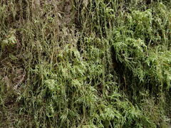 Pseudisothecium stoloniferum