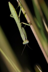 Trachymantis dentifrons