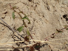 Sairocarpus vexillocalyculatus vexillocalyculatus